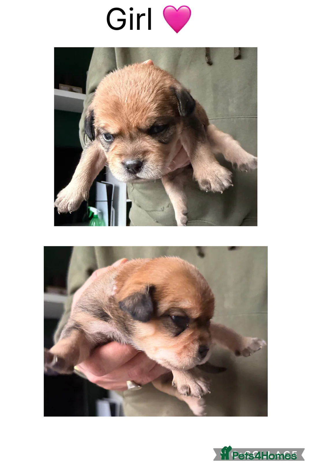 Mixed Breed dogs for sale: Shih-boodle - Advert 8