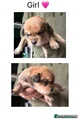 Mixed Breed Puppy 5