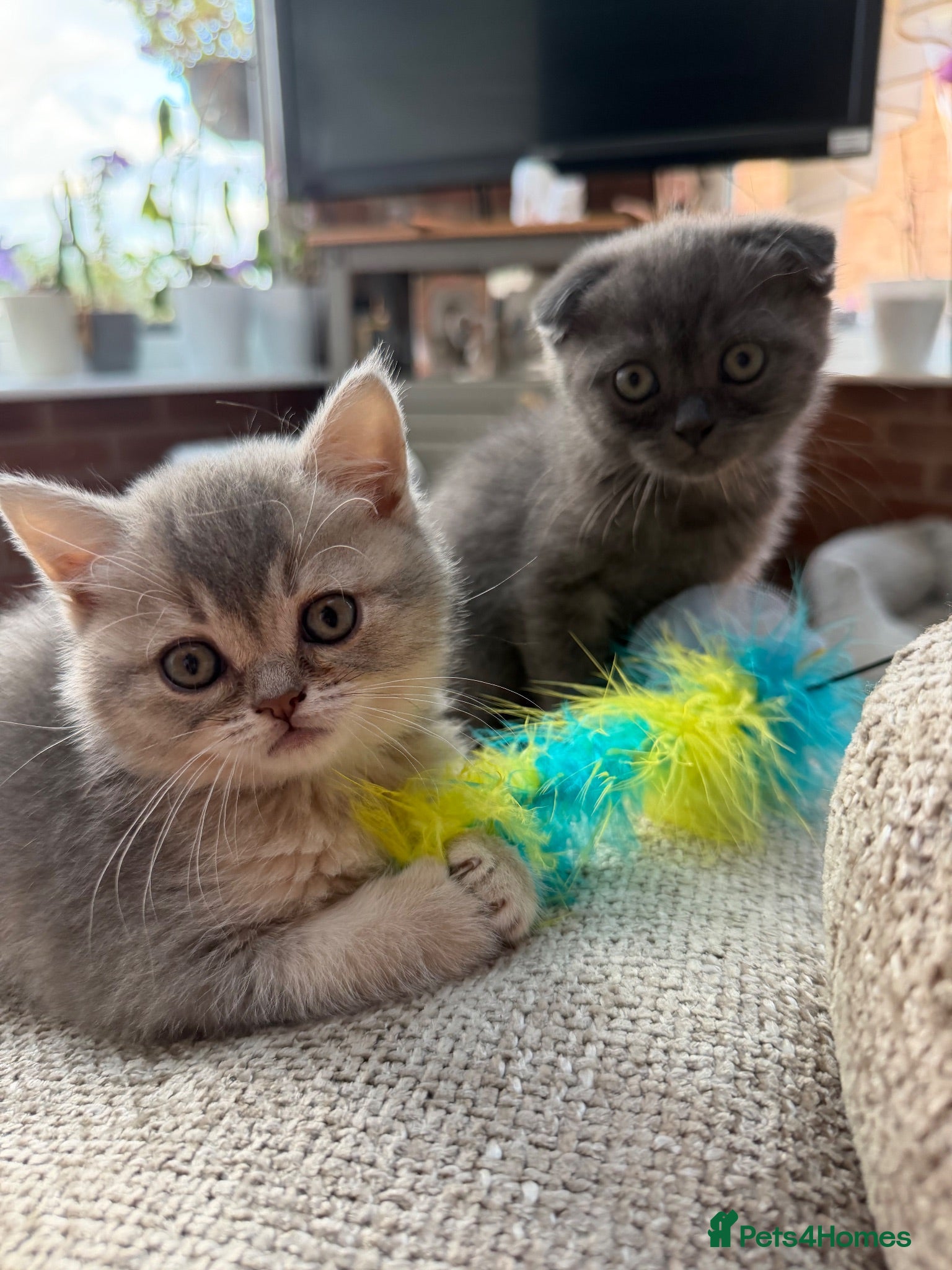 Scottish Fold cats Discount available ❤️Lovely scotish kittens💕💕💕 - Advert 2