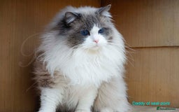 Ragdoll cats for sale: Stunning GCCF Registered Heart Melting Affection - Image 38