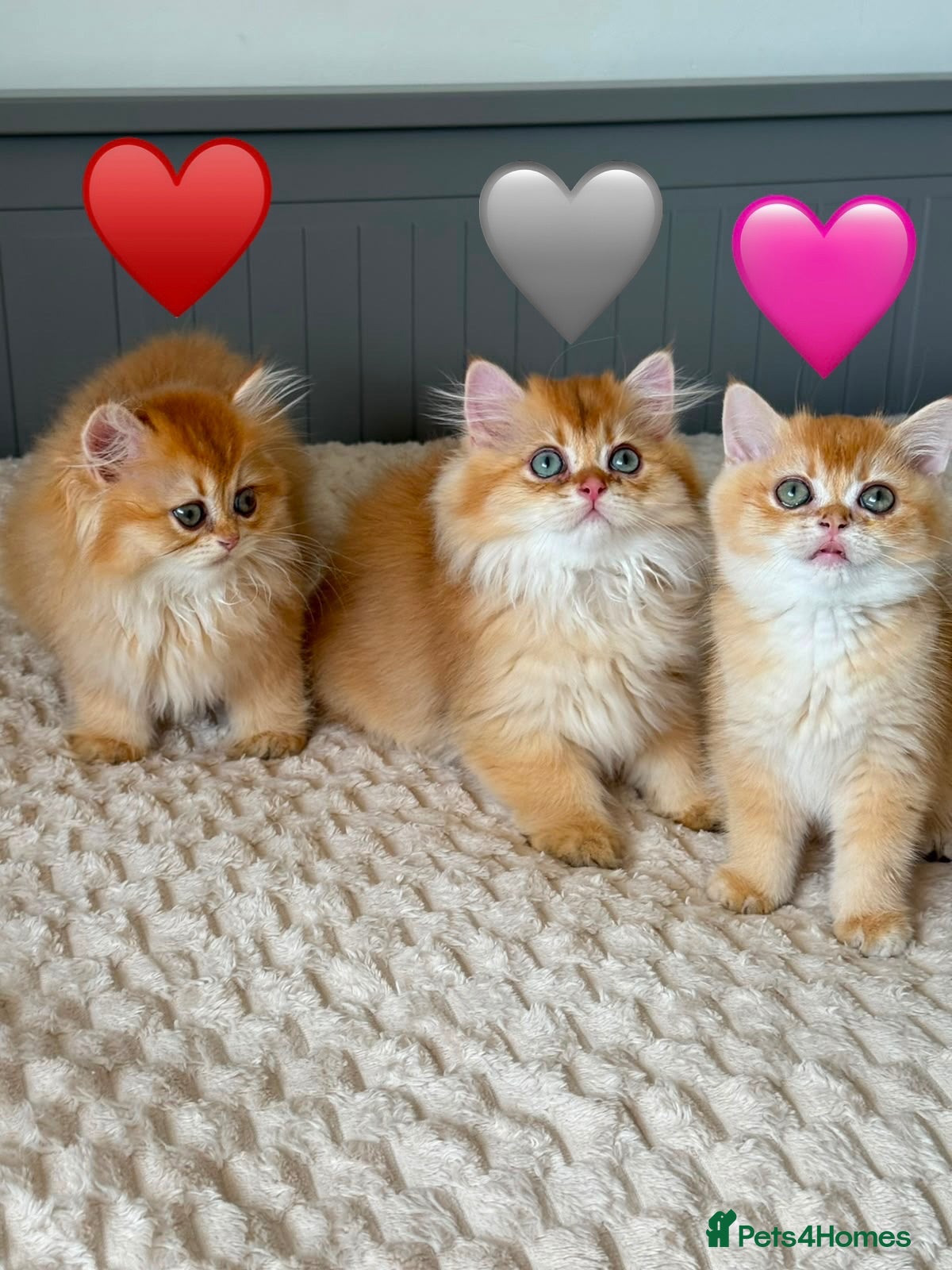 British Longhair cats Golden British BLH and BSH kittens  - Advert 6