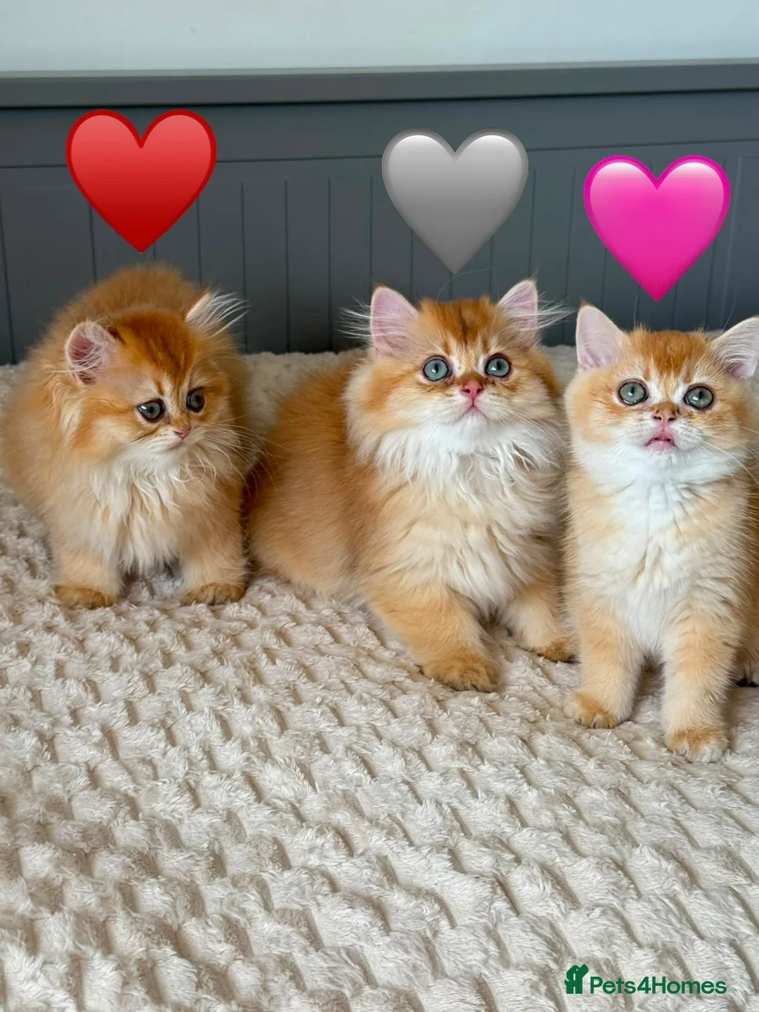 British Longhair cats for sale: Golden British BLH and BSH kittens  - Advert 1