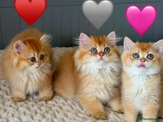 British Longhair cats Golden British BLH and BSH kittens - Advert 6