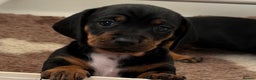Miniature Dachshund dogs for sale: Miniature Smooth Haired Dachshund Puppies  - Advert 3