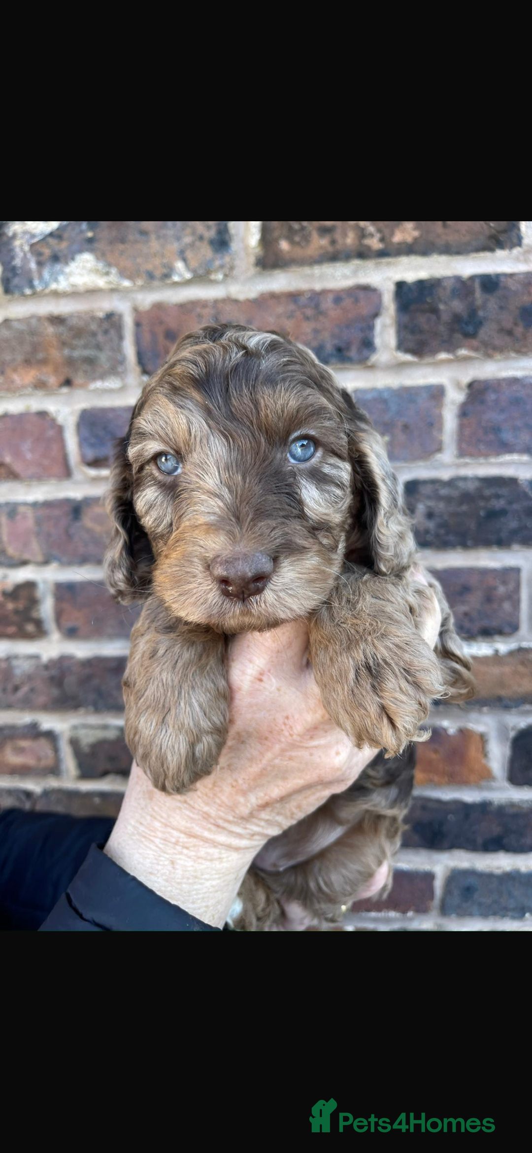 Miniature Poodle dogs for stud: Blue Merle, Chocolate carrier, Miniature stud in Newcastle - Advert 13