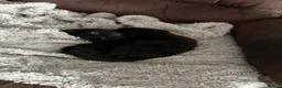 Mixed Breed cats for sale: Beautiful kittens for sale  - Advert 2
