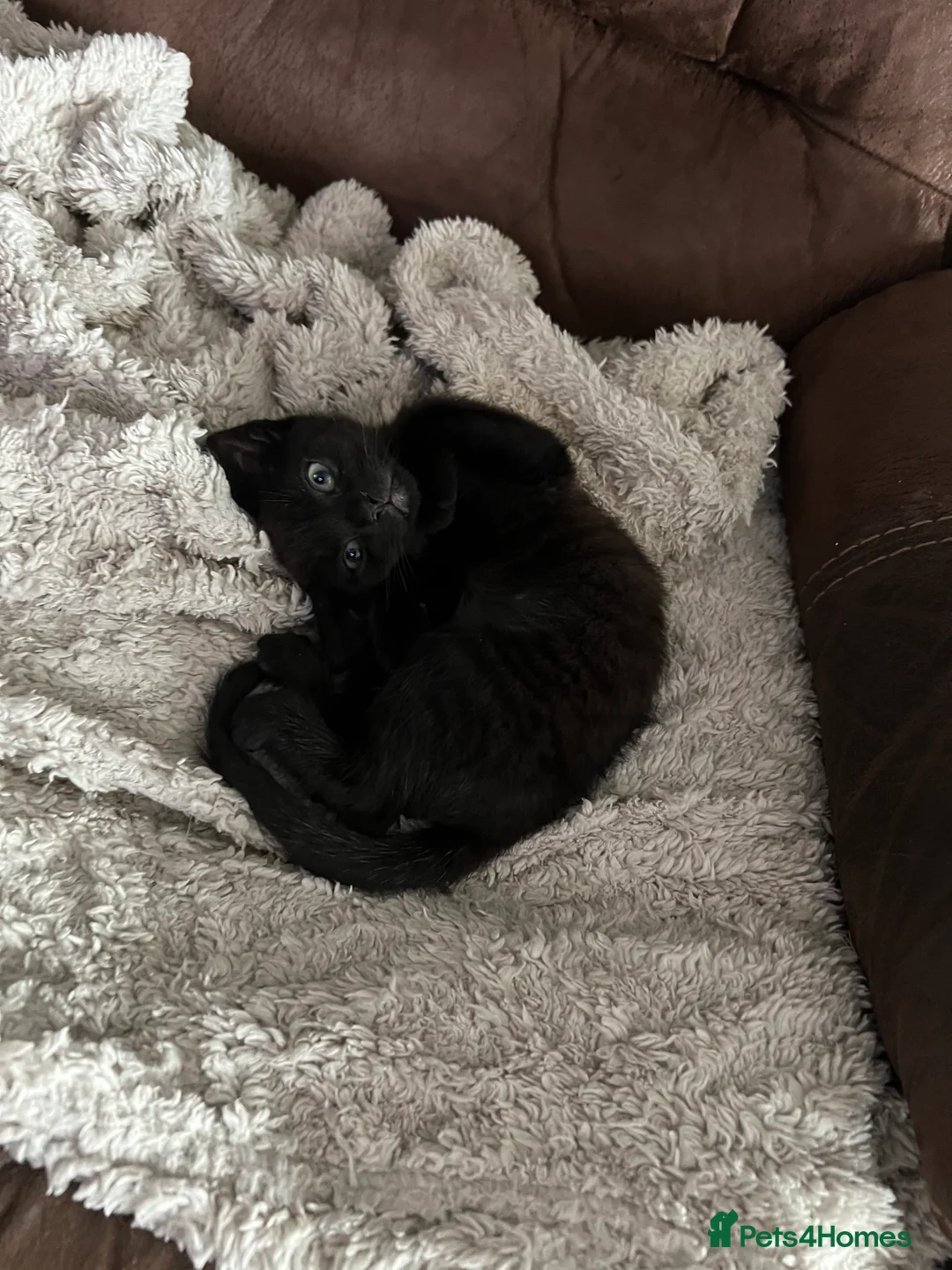 Mixed Breed cats for sale: Beautiful kittens for sale  - Advert 2