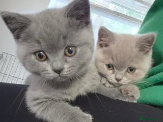 British Shorthair cats Stunning GCCF British Shorthair Kittens - Advert 8