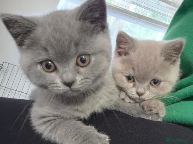 British Shorthair cats for sale: Lovely GCCF British Shorthair Kittens - Advert 9