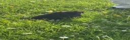 Labrador Retriever dogs for sale: Kc black Labrador puppies  in Welshpool - Advert 2