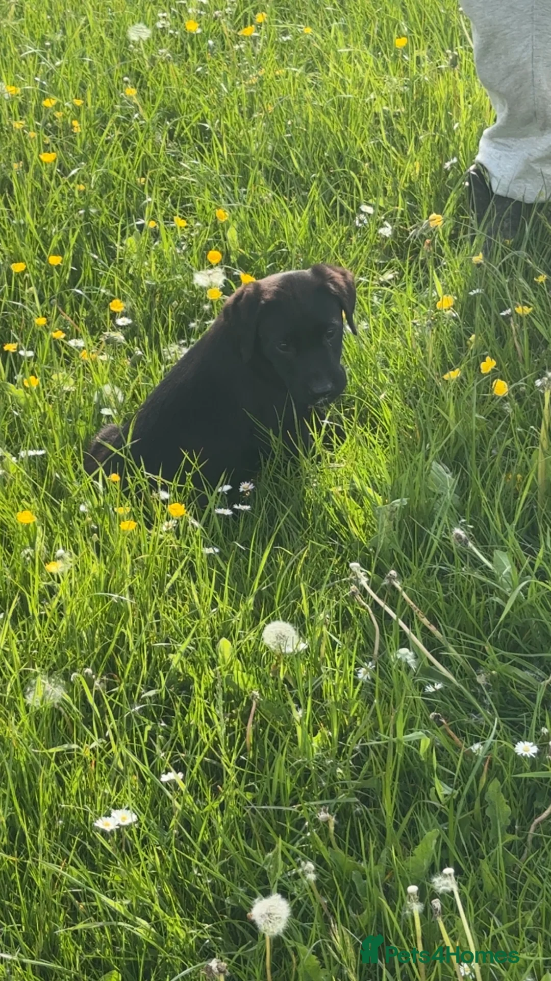 Labrador Retriever dogs for sale: Kc black Labrador puppies  in Welshpool - Advert 2