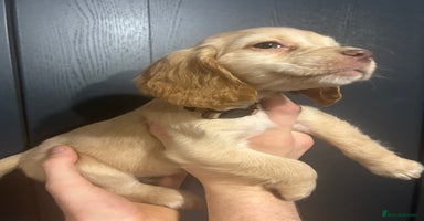 Cocker Spaniel dogs 7 Cocker Spaniel Puppies. 💙💙💙💙🩷🩷🩷 - Advert 11