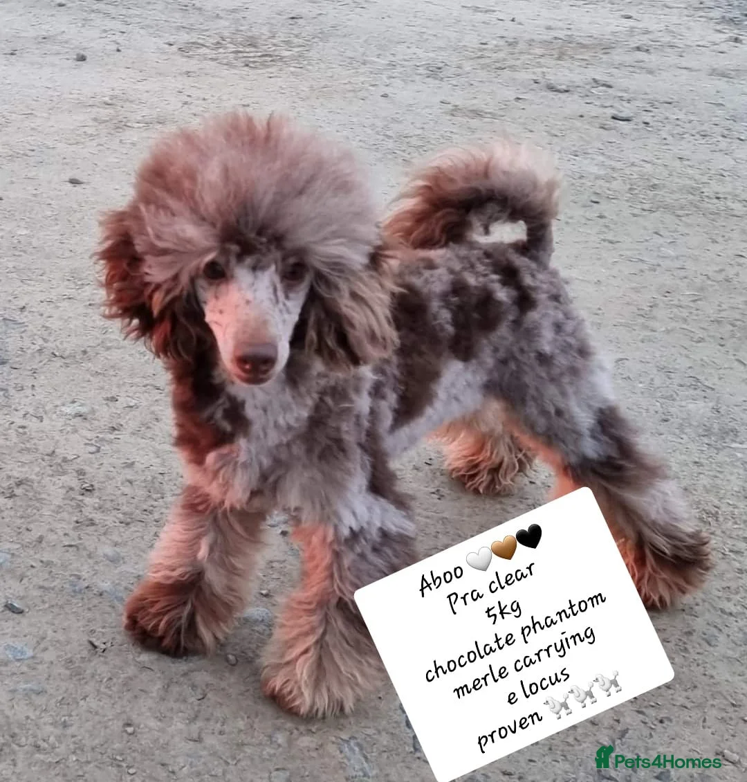 Poodle dogs for stud: Exceptional Health Tested Poodle Studs in Aberdeen - Advert 3