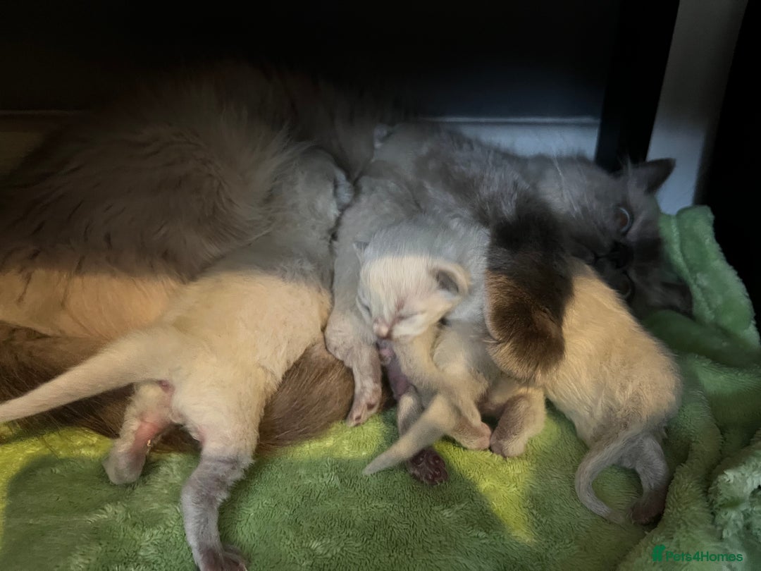 Ragdoll cats for stud: GCCF registered Ragdoll stud in Stoke-on-Trent - Advert 17