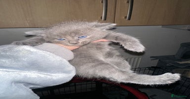 Domestic Shorthair cats - Advert 5