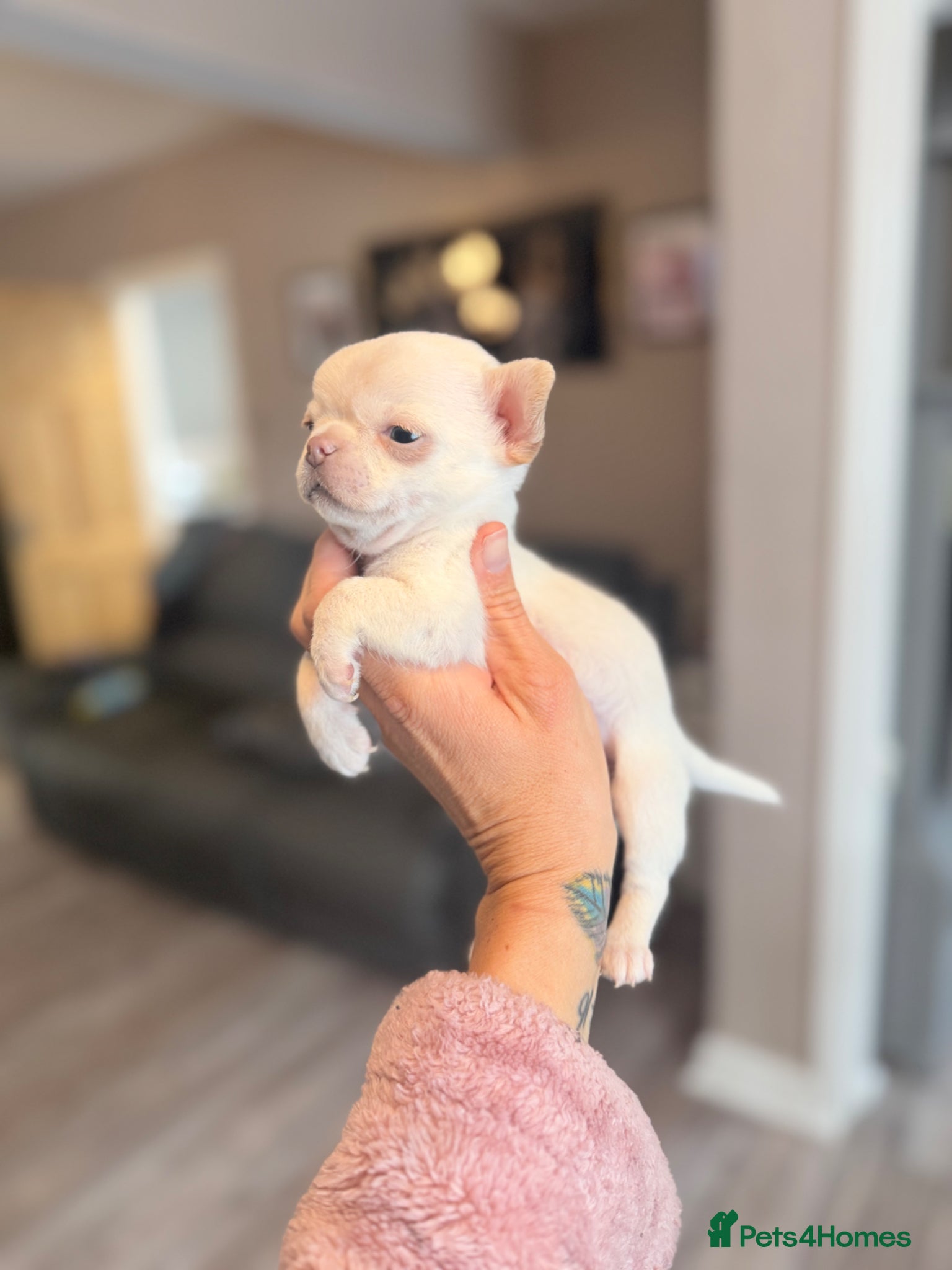 Chihuahua dogs Kc registered  1 very small boy ready this week - Advert 11