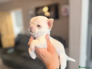 Chihuahua dogs Kc registered 1 very small boy ready this week - Advert 11