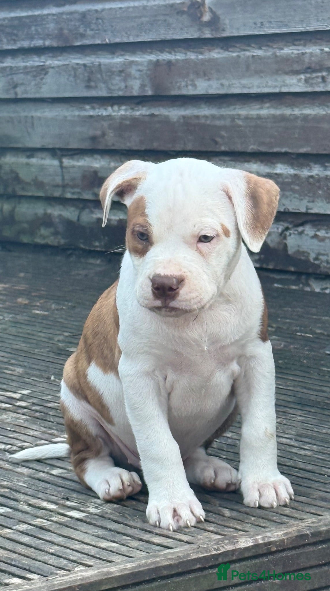 Mixed Breed dogs Old tyme American bullys - Advert 13