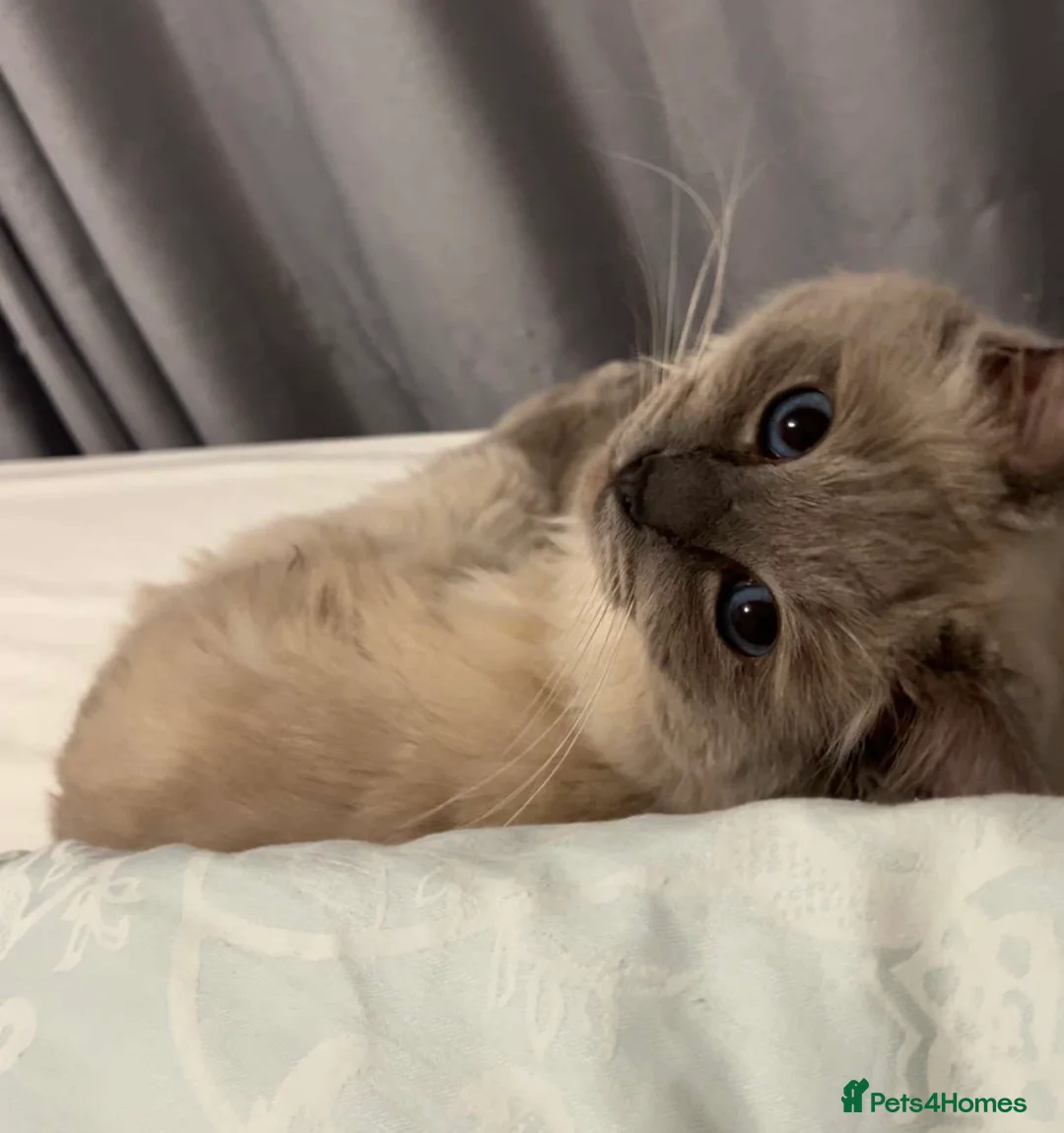 Ragdoll cats for sale: Adult Male Ragdoll Cat - Advert 2