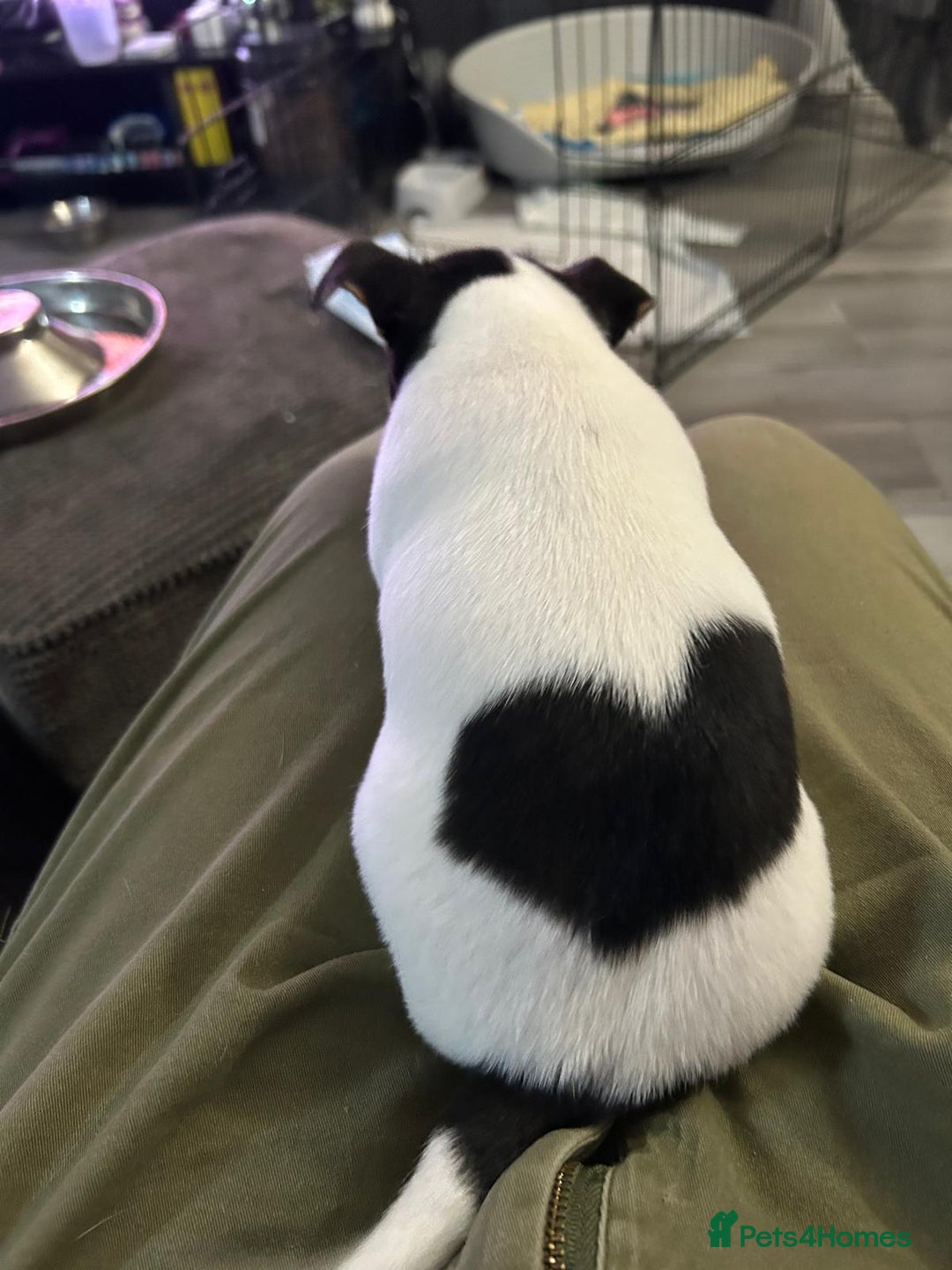 Mixed Breed dogs for sale: Jackawhah  - Advert 3