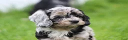 Cavapoo dogs for sale: Beautiful Cavapoo puppies for sale - Advert 25