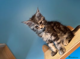 Maine Coon cats - Advert 8