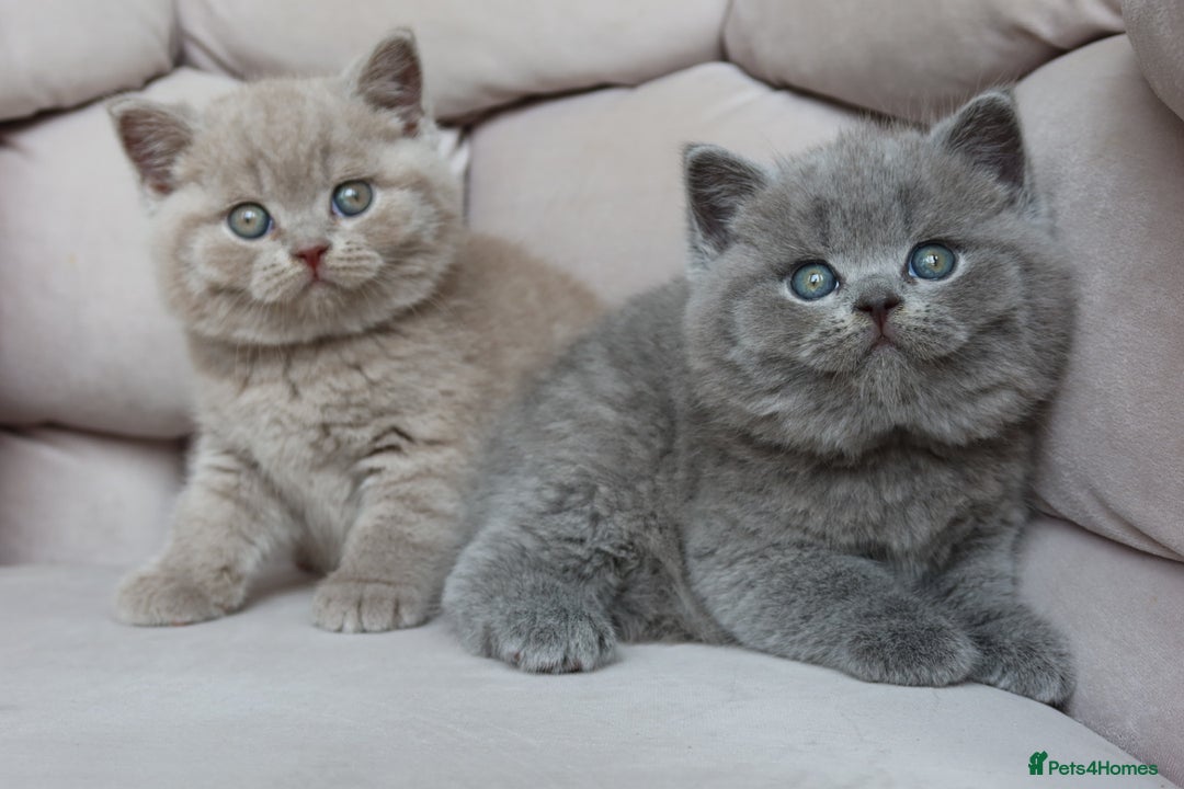 British Shorthair cats for sale: Stunning British shorthair available last girl  - Image 12