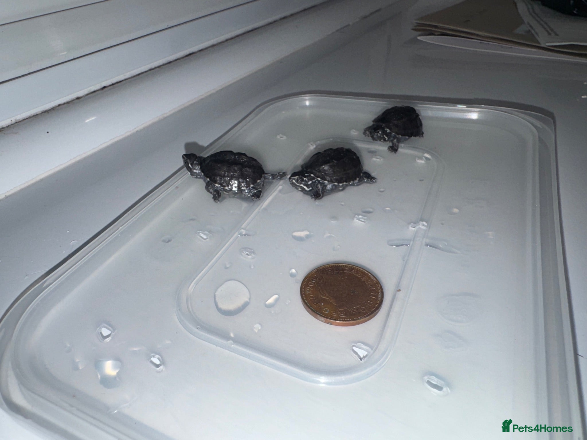 Turtle reptiles Baby Turtles  - Advert 13