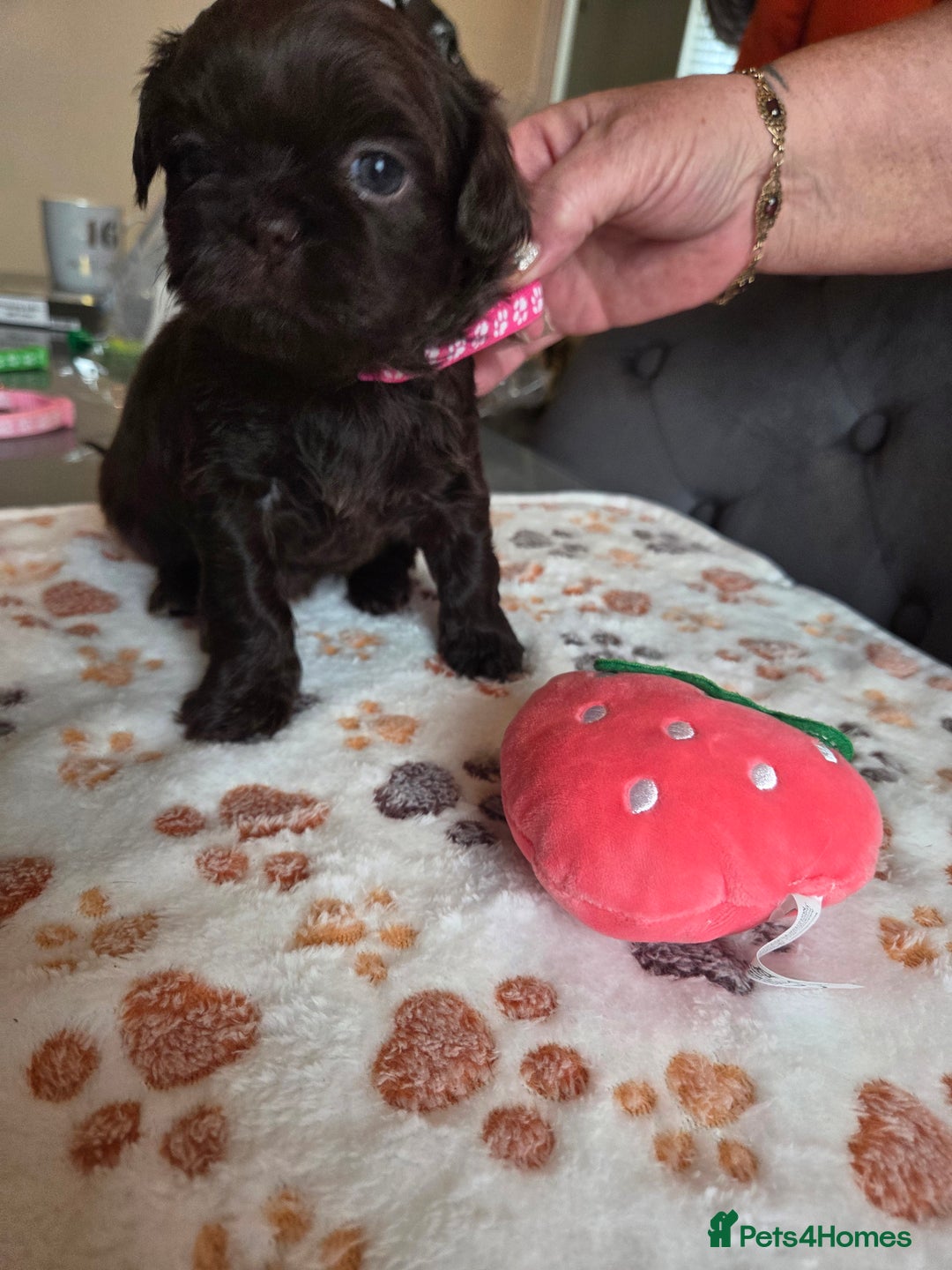 Shih Tzu dogs for sale: Shih Tzu Puppies For Sale  - Advert 20