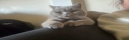 British Shorthair cats for stud: British shorthair proven stud - Advert 15
