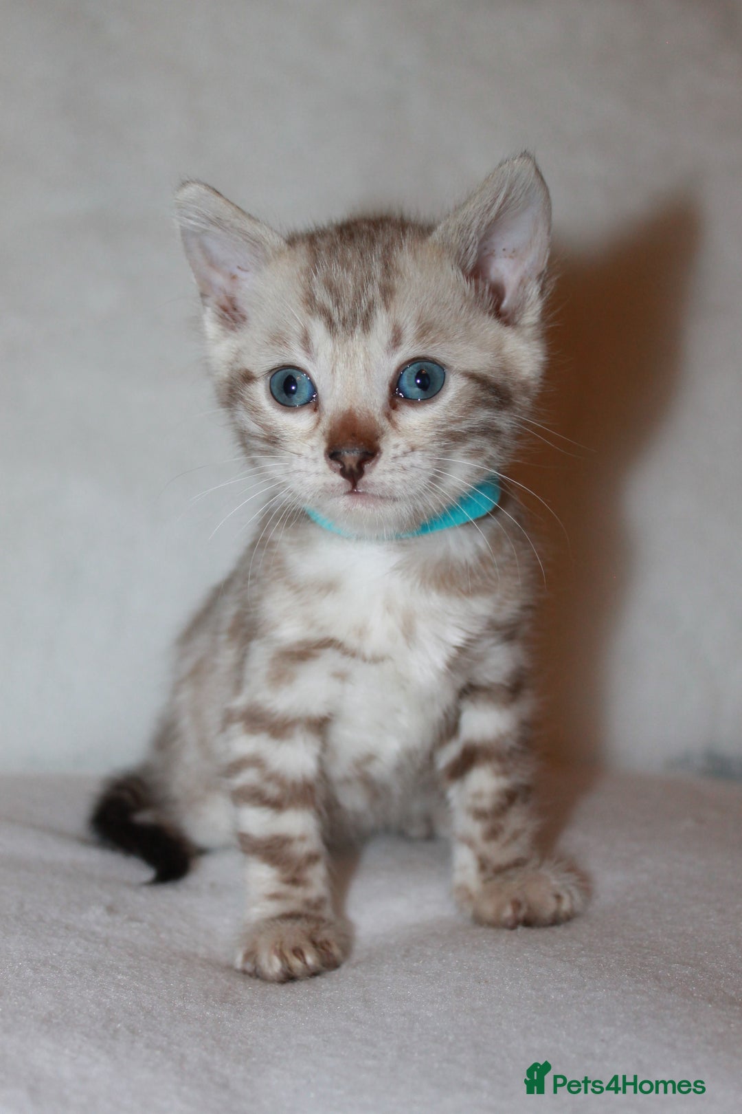 Bengal cats for sale: Pedigree TICA Bengal Kittens - Ready 07/01/26 - Advert 31