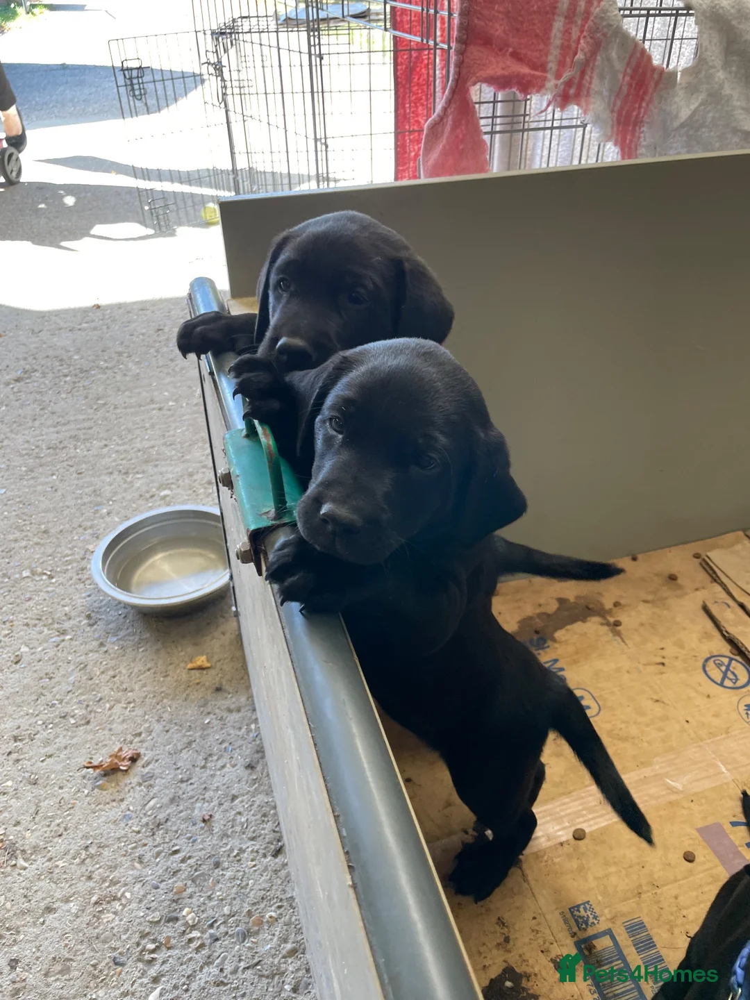Labrador Retriever dogs for sale: Black Labrador puppies … - Advert 1