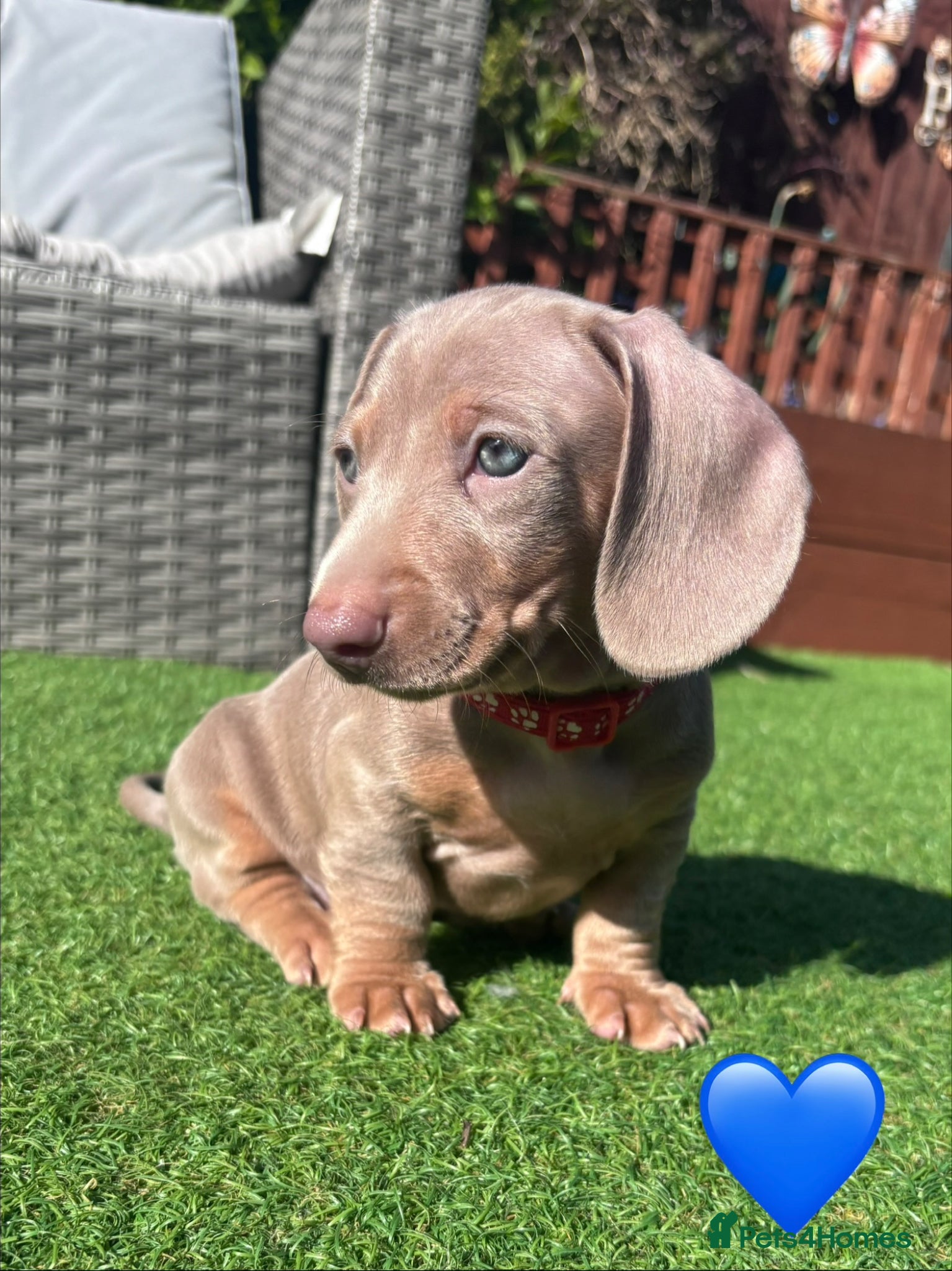 Dachshund dogs Miniature Dachshund puppies  - Advert 2