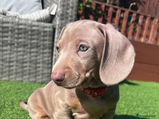 Dachshund dogs Miniature Dachshund puppies - Advert 1