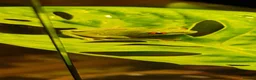 Frog reptiles for sale: 6 Red eyed tree frogs with paludarium set up  - Advert 2