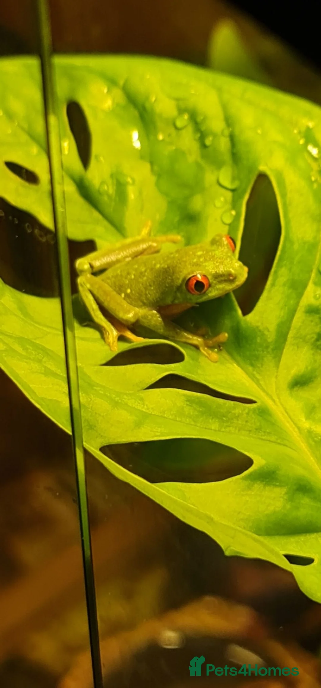 Frog reptiles for sale: 6 Red eyed tree frogs with paludarium set up  - Advert 2