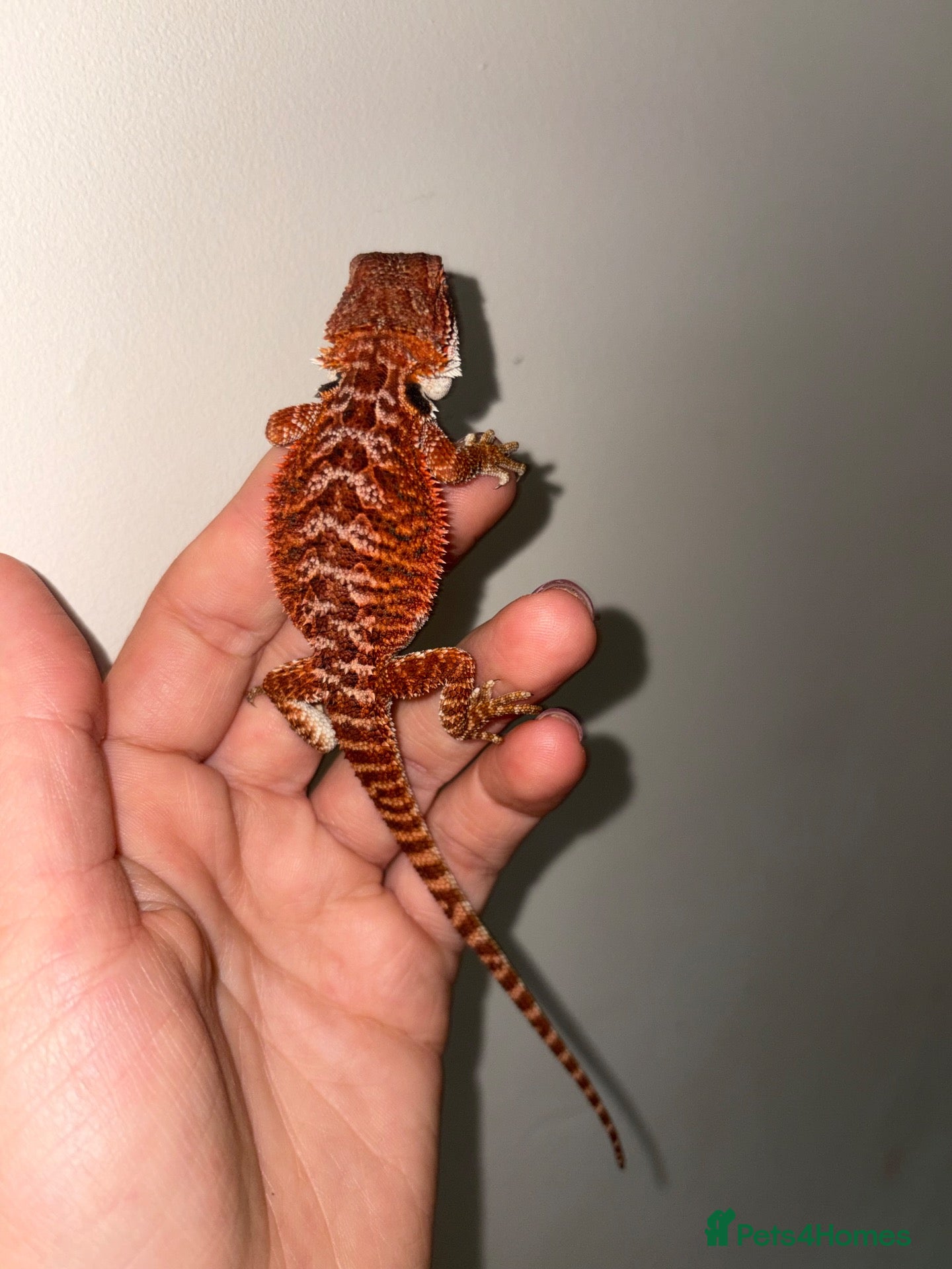 Bearded Dragon reptiles 100% red monster bearded dragon babies🐉 - Advert 1