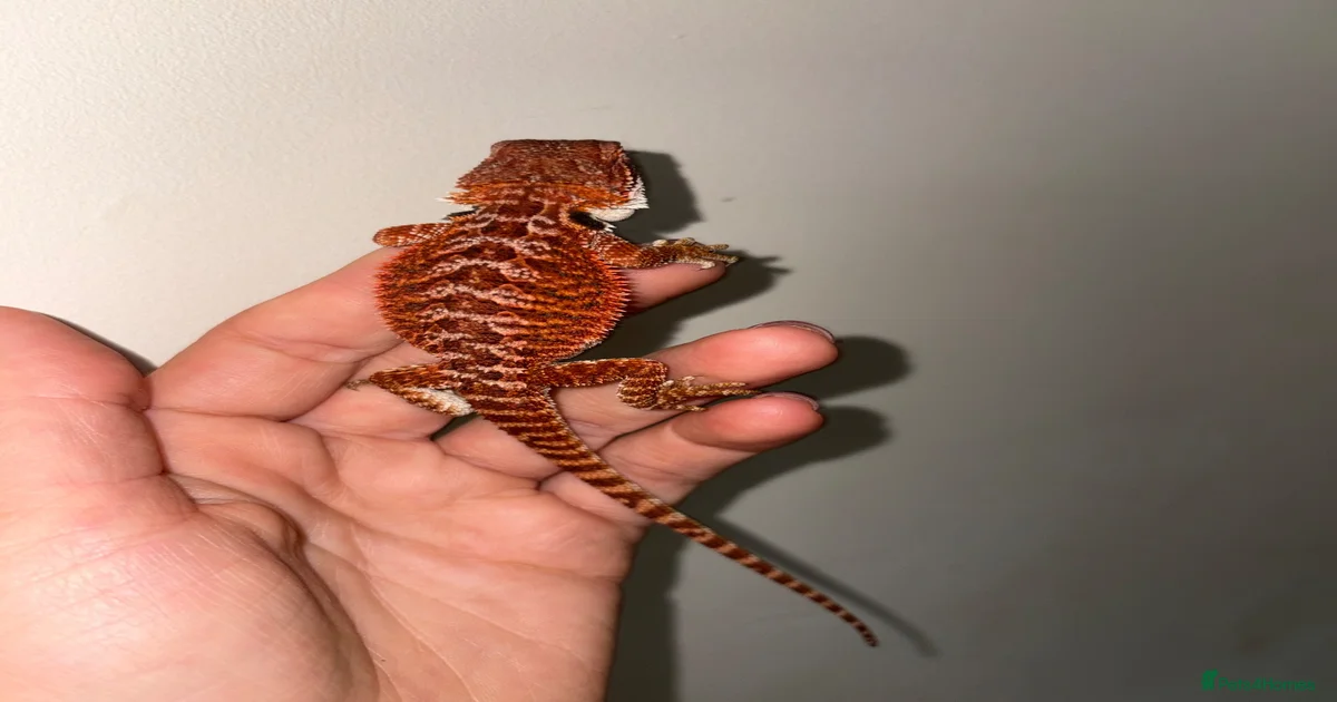 Bearded Dragon Reptiles for sale in Kidderminster, Worcestershire ...