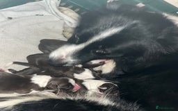 Border Collie dogs for sale: Litter of 7 working border collies - Advert 3