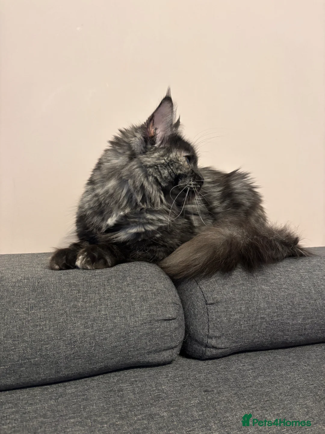 Maine Coon cats for sale: 💕GCCF Stunning Gorgeous Female For sale💕 - Advert 2