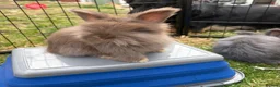 Angora rabbits for sale: Full Face English Angoras - Advert 39