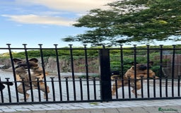 Belgian Shepherd Dog dogs for sale: 9 Month old Two Belgian Malinois Pups (Brothers) - Image 9