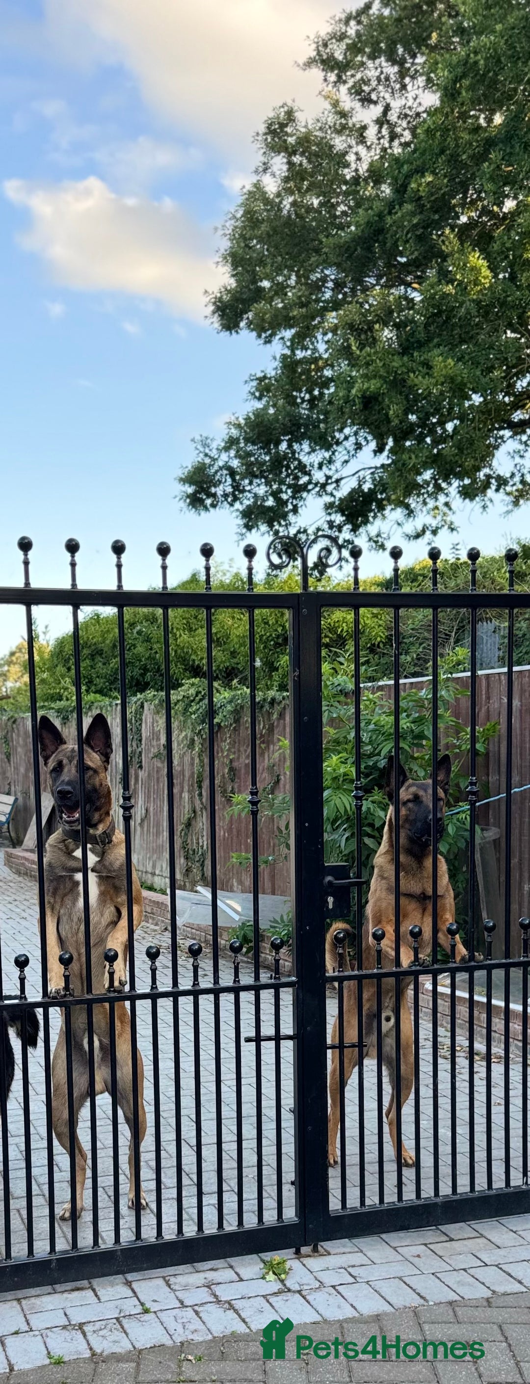 Belgian Shepherd Dog dogs for sale: 9 Month old Two Belgian Malinois Pups (Brothers) - Image 9