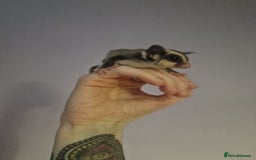 Sugar Glider rodents for sale: Mosaic Male Joey and classic joey - Image 9