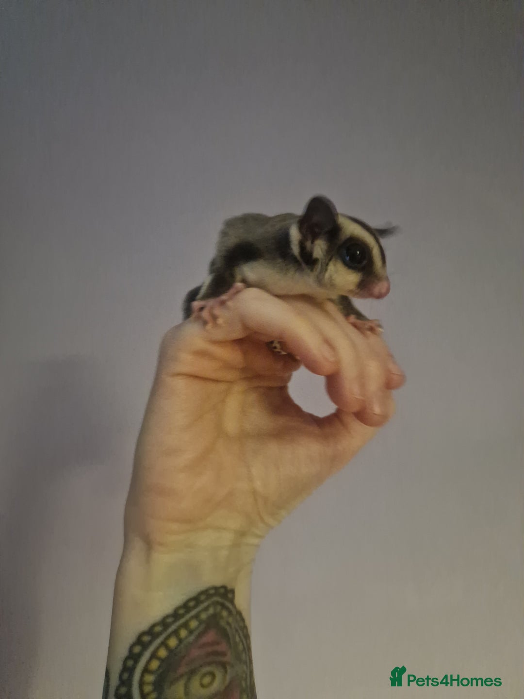 Sugar Glider rodents for sale: Mosaic Male Joey and classic joey - Image 9