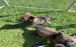 German Shepherd dogs for sale: German Shepherd Pups  - Image 5