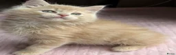 Ragdoll cats for sale: £950 Full pedigree Tica Ready now  - Advert 18