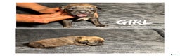 Mixed Breed dogs for sale: Staffordshire bull terrier X - Advert 3
