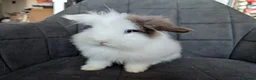 Lionhead rabbits for sale: Fluffy BE Lionhead Rabbits for Sale  - Advert 25