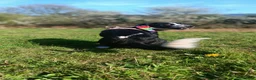 Mixed Breed dogs for sale: Poppadom Collie X Spaniel - Advert 4
